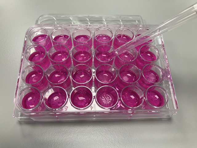Plate of 3D PETG Cell Culture Scaffolds