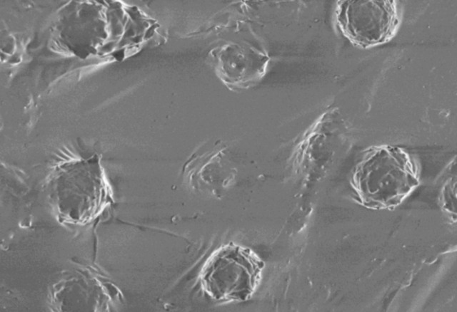 Spheroids harvested from uncoated 3D PETG Scaffold